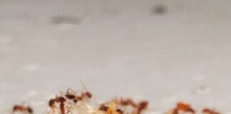 How to Remove Ants from Your Car in 7 easy steps ants in your car