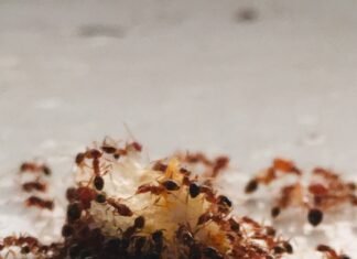 How to Remove Ants from Your Car in 7 easy steps ants in your car