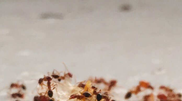 How to Remove Ants from Your Car in 7 easy steps ants in your car