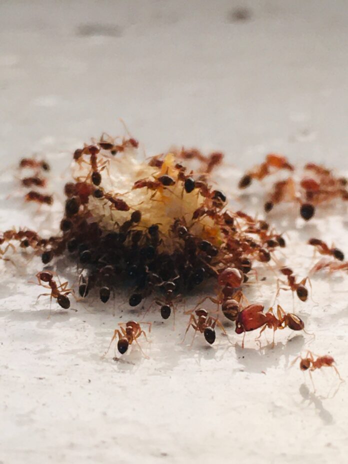 ants in your car